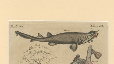 Antique Seahorse, Frilled Shark & Curious Fish Engraving, Bertuch, 1821, close-up 5