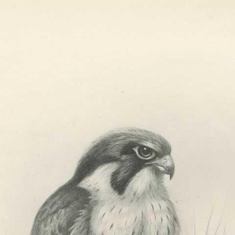 Antique Peregrine Falcon Bird Print by Lilian M. Medland, circa 1908, close-up 5