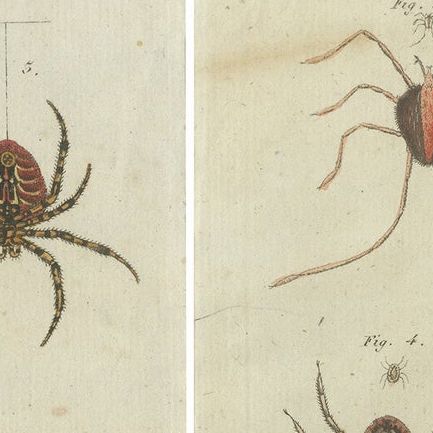 Set of Two Antique Prints of Various Insects Including Spiders and Mites, close-up 1