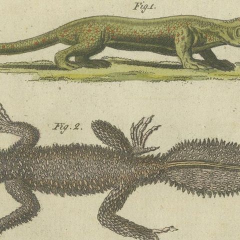 Fascinating 1805 Hand-Colored Engraving of Amphibians and Reptiles, close-up 5