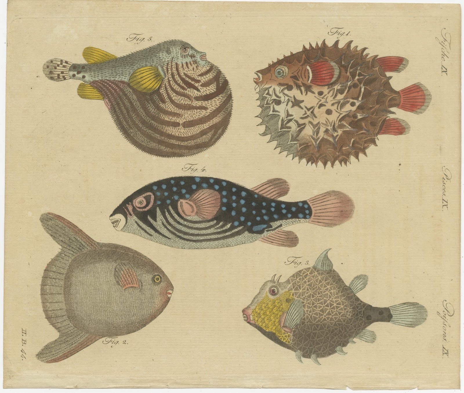 Pufferfish, Porcupinefish and Ocean Sunfish, Antique Bertuch Print, circa 1805
