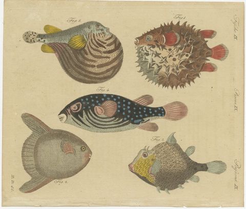 Pufferfish, Porcupinefish and Ocean Sunfish, Antique Bertuch Print, circa 1805
