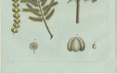 Original Antique Botanical Print of Manna Ash and Sarsaparilla by Bertuch, 1805, close-up 5