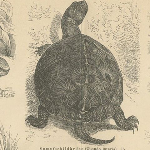 Original Antique Lithograph of Various Turtles, close-up 1