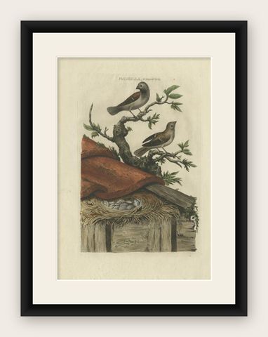 Antique Bird Print of House Sparrows by Sepp & Nozeman, 1770, shown framed