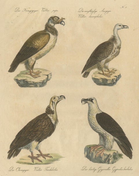 Antique Vultures & Birds of Prey Lithograph by Brodtmann, 1816, close-up 6