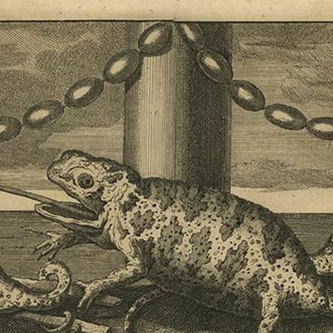 Antique Engraving of Chameleons and Rodents, Circa 1700, close-up 1