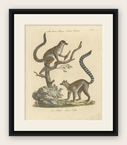 Antique Ring-Tailed Lemur Lithograph by Karl Joseph Brodtmann, 1816, shown framed