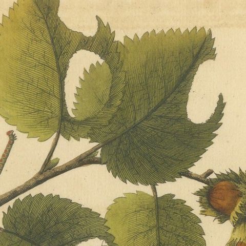English Moths on Hazel Branch with Nuts, Antique Insect Engraving, Albin 1720, close-up 1