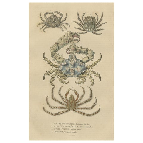 19th Century Antique Handcolored Print of Different Sea Crabs, 1845
