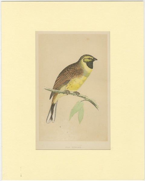 Antique Bird Print of a Cirl Bunting, view 2