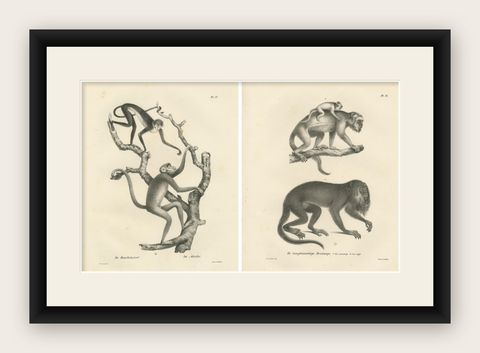 Forest Devil, Miriki & Long-bearded Howler Monkeys, Lithographs by C. Last, 1836, shown framed
