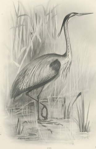 Purple Heron Wading Among Reeds, Plate CLI after Lilian Medland, c. 1909, close-up 1