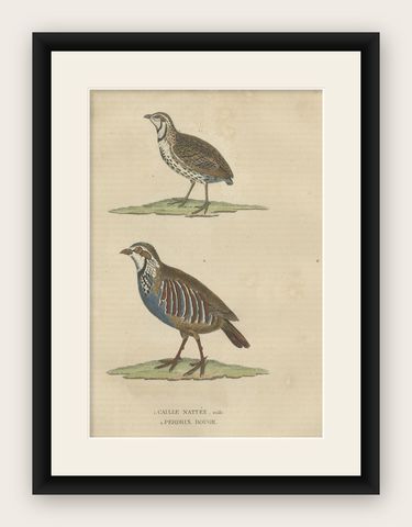 Handcolored Bird Print of a Male Quail and a Red-Legged Partridge, shown framed