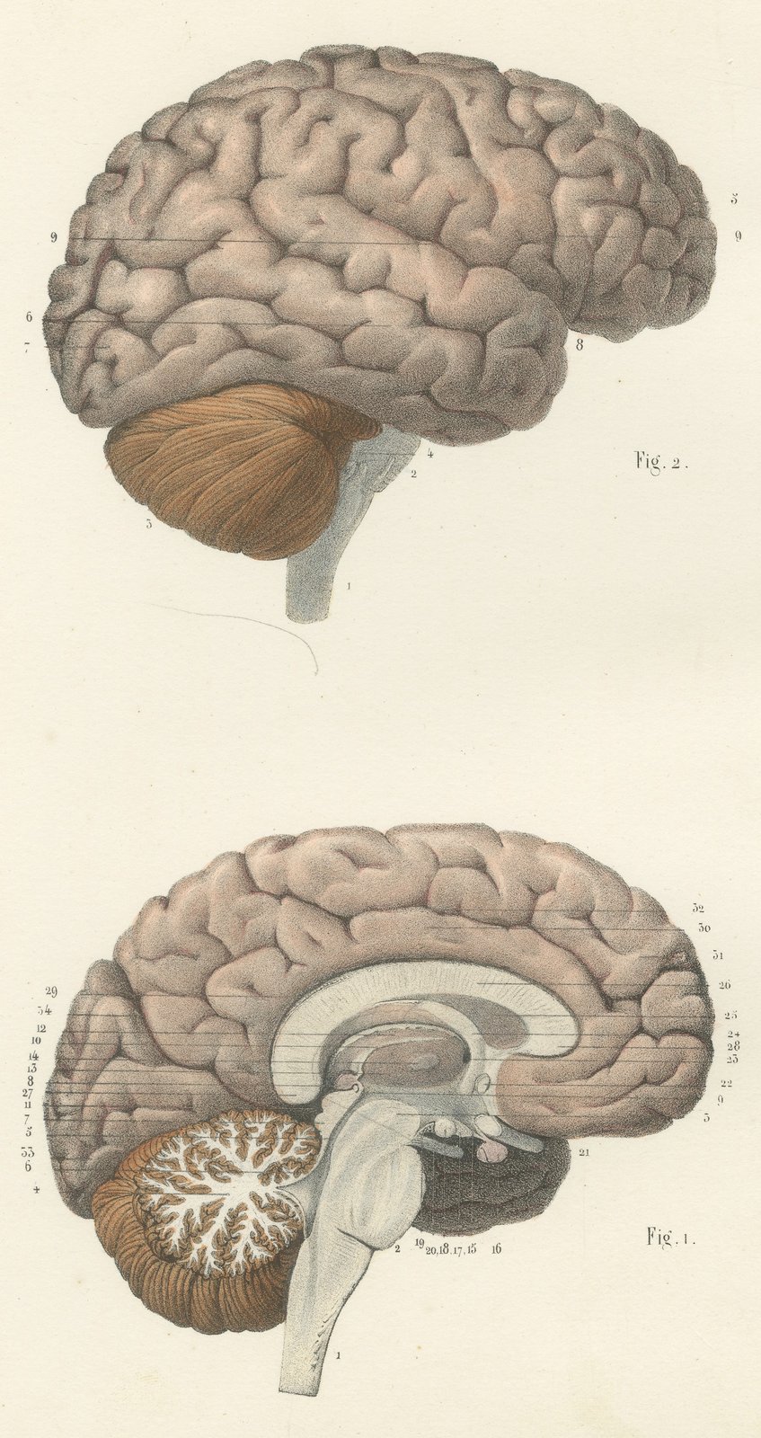 The Brain in Lateral and Median View, Antique Hirschfeld Anatomy Print, 1866