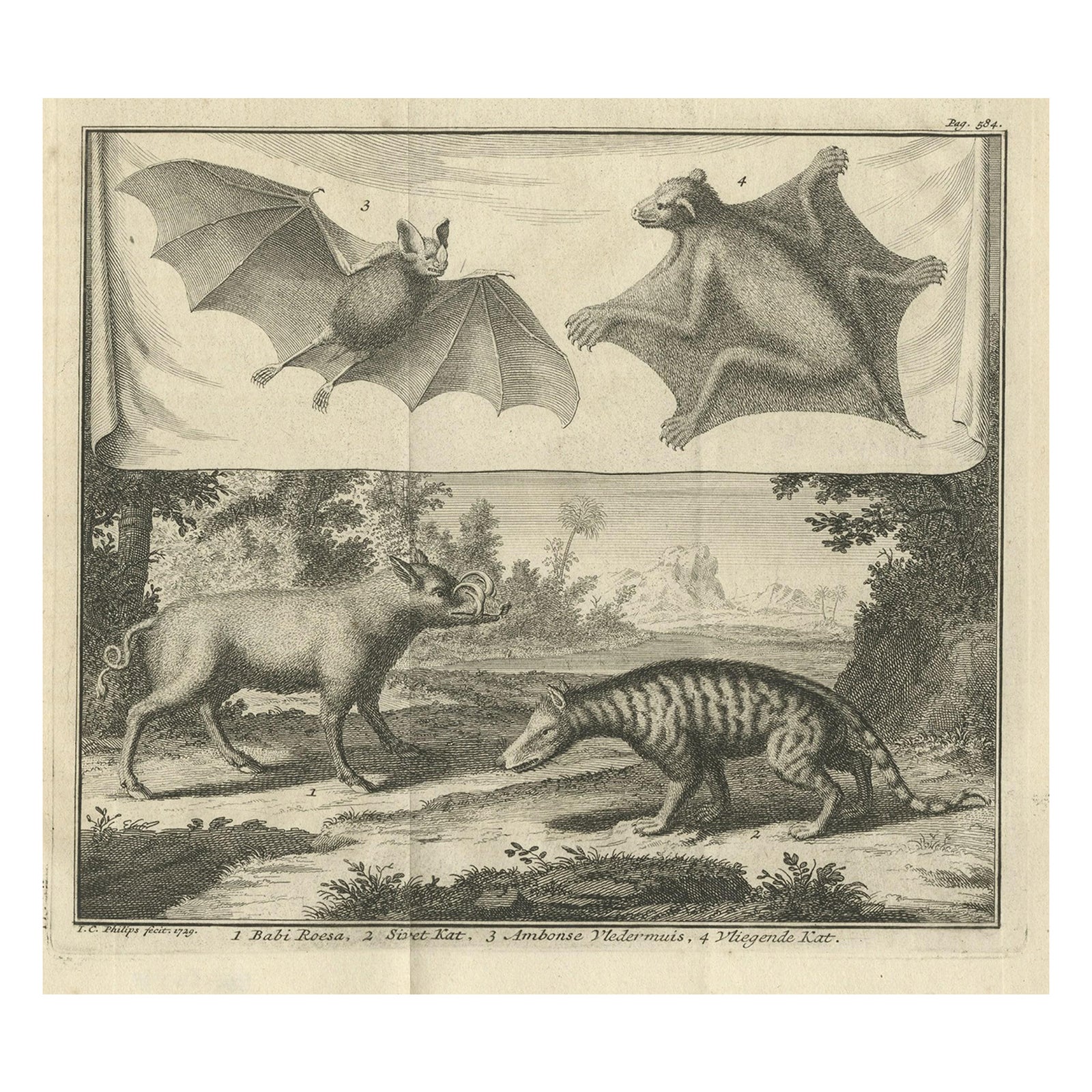 Rare Old Copper Engraved Print of a Flying Cat, a Pig, a Bat and Civet Cat, 1729