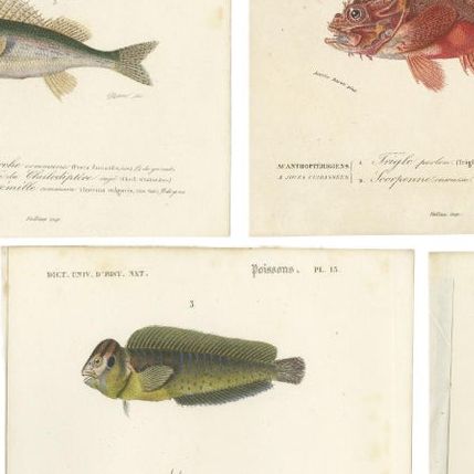 Set of 9 Antique Prints of Various Handcolored Fish Species, close-up 2