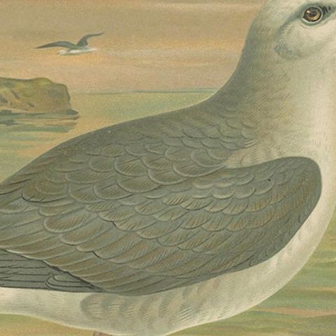 Antique Bird Print of Northern Fulmar at Sea, 19th Century Seabird Illustration, close-up 6