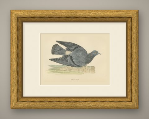 Rock Dove Crouching on a Rocky Ledge, Hand Colored Pigeon Print, Morris, 1896, shown framed