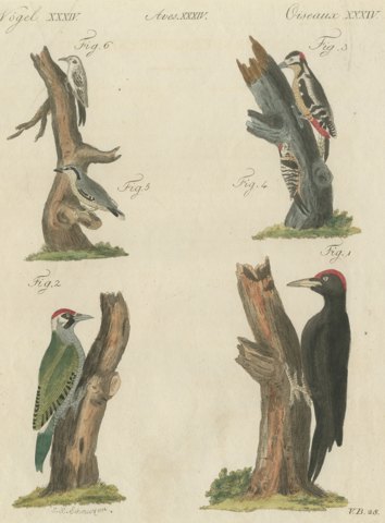 Black and Green Woodpeckers with Nuthatch, Antique Bertuch Print, circa 1805