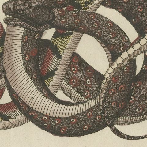 Four Intertwined Snakes, Antique Bertuch Print, Vienna, circa 1805, close-up 3
