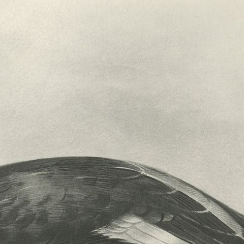 Velvet Scoter, Antique Bird Print after Lilian Medland, circa 1909, close-up 2