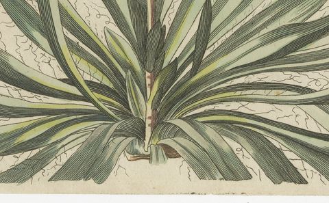 Yucca Adam's Needle in Full Flower, Antique Bertuch Print, circa 1812, close-up 2