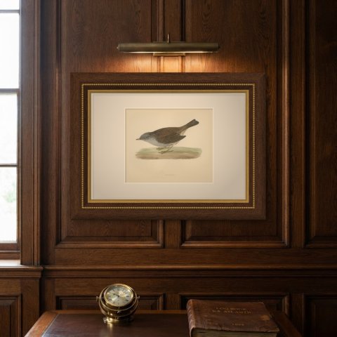 Dunnock Foraging on Turf, Hand Colored Bird Print, Morris, 1896, shown framed on a wall