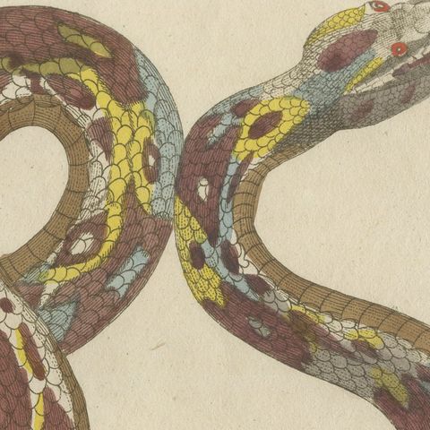 Two Patterned Snakes in Coils, Antique Bertuch Print, Vienna, circa 1805, close-up 6