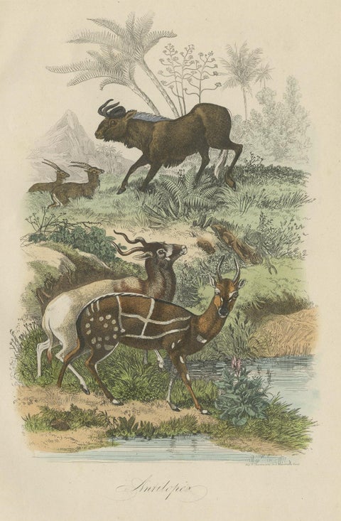 Antique Print of Antelopes, 1854, close-up 1
