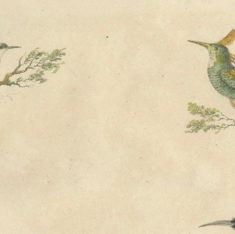 Antique Hummingbirds & Treecreepers Lithograph by Karl Joseph Brodtmann, 1816, close-up 5