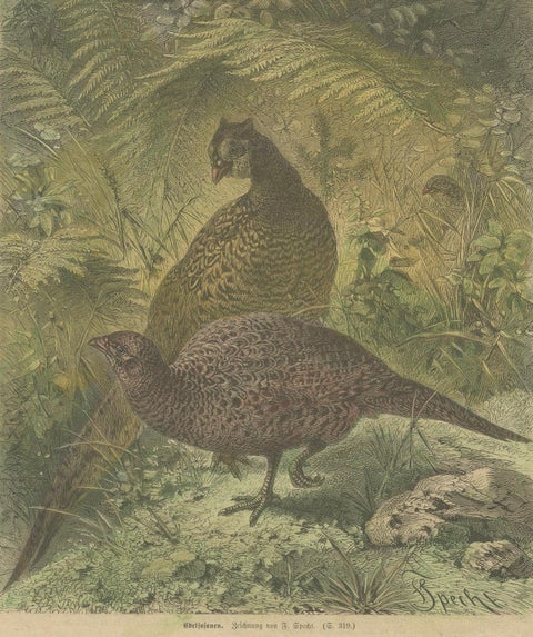 Illustration of Noble Pheasants (Edelfasanen)" by August Specht, 1870, close-up 1