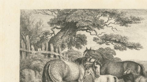 Mares & Foals Engraving, Original Georgian English Equestrian Print, 1799, close-up 5