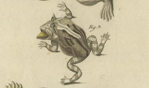 Antique Handcolored Engraving of Frogs and Amphibians, c.1800, close-up 2