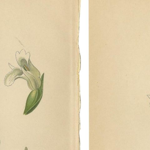 Spiranthes Splendor: Vintage Botanicals from 1904, close-up 1