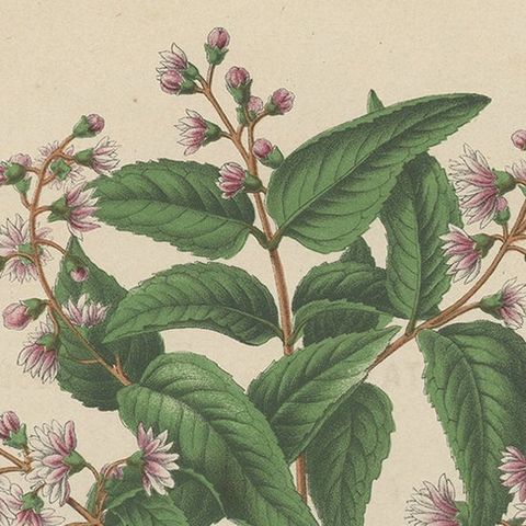 Antique Handcolored Flower Print of the Deutzia Crenata, 1868, close-up 1