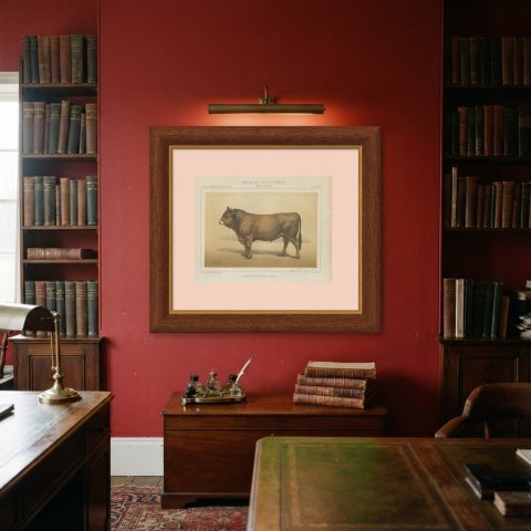 Parthenais Bull, French Cattle Breed, Antique Chromolithograph by Borie, 1863, shown framed on a wall