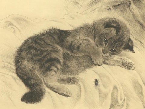 Charming Kitten Etching by Kurt Meyer-Eberhardt, Estate Edition 1977, close-up 6