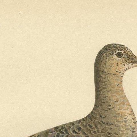 Philomachus Pugnax Antique Bird Print, 1929, Detailed Ornithology Art of a Ruff, close-up 1
