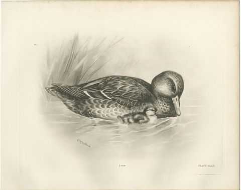 Duck and Duckling, Antique Bird Print after Lilian Medland, circa 1909, view 2