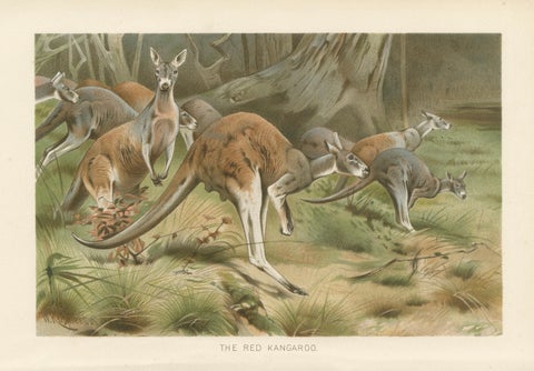 Red Kangaroo, Antique Australian Wildlife Chromolithograph, 1894, close-up 1