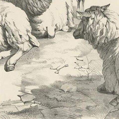 No. 22 Antique Print of Sheep by Cooper, 1839, close-up 2