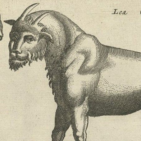 Rare Animals Lea Capra, Fantasy Creature, Ovis Cretensis, Camelo Pardalis, 1657, close-up 1
