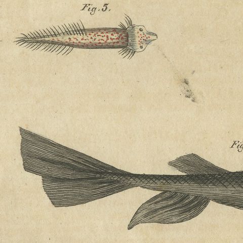 Hammerhead Shark with Pipefish and Sea Moths, Antique Bertuch Print, circa 1820, close-up 4