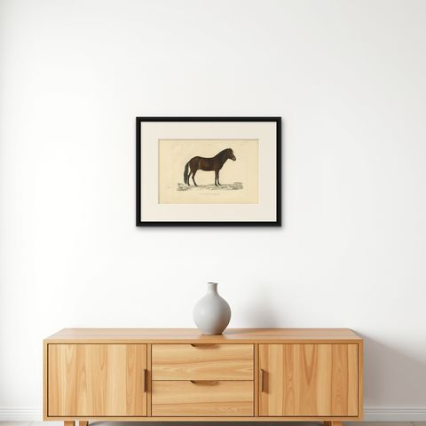 Rare Antique Print of the Icelandic Horse, 1842, shown framed on a wall