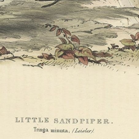 Antique Bird Print of the Little Sandpiper by Gould, 1832, close-up 1