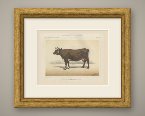 Flemish Cow, French Cattle Breed, Antique Chromolithograph by Borie, 1863, shown framed