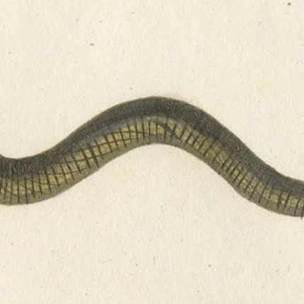 Antique Print of the Anguis Fragilis and Other Reptiles, c.1820, close-up 2