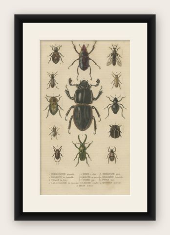 Entomological Elegance: An Original Antique Catalogue of Beetles, 1845, shown framed