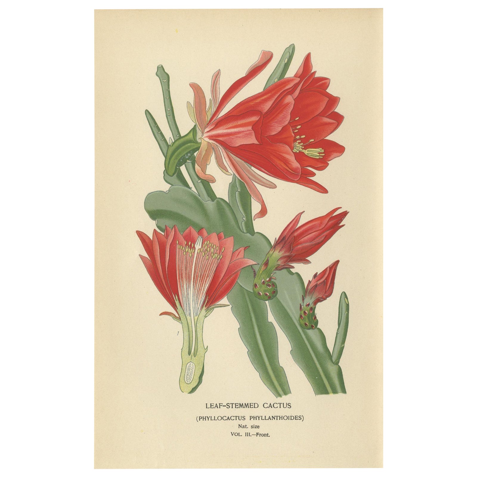 Stunning 1897 Leaf-Stemmed Cactus Print, Phyllocactus Illustration
